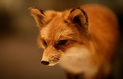fox-thomas-hawk