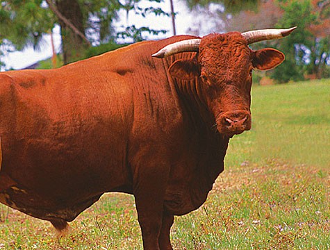 bull