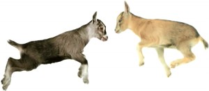 Telus' goats jump for joy with the company victorious over Rogers' "misleading" claims about network reliability