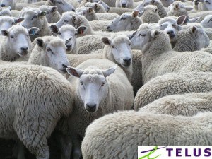 Sheep - Courtesy: kidicarus222