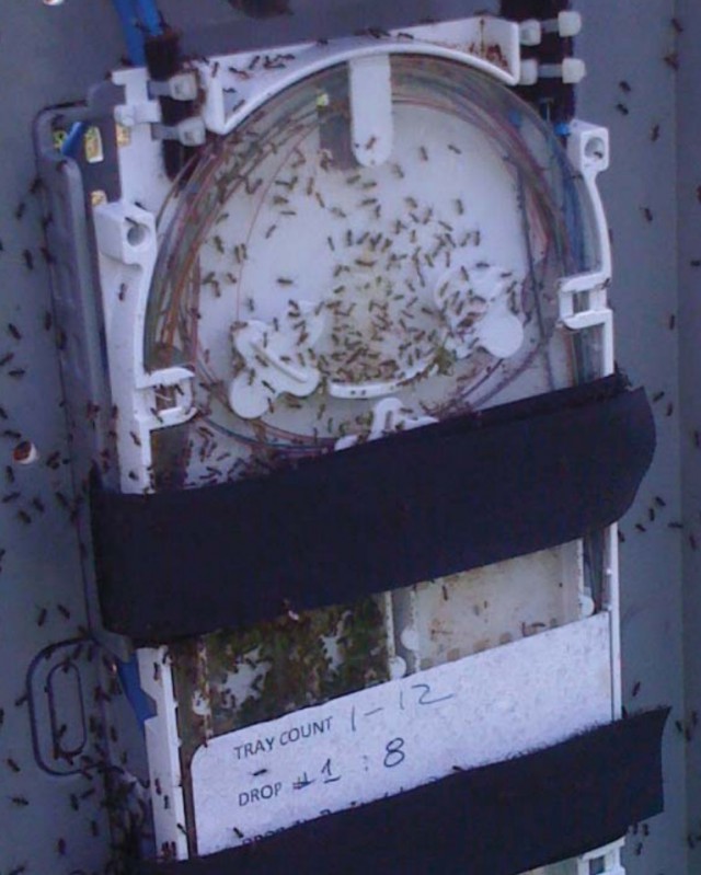 Odorous House Ants in splice tray (Image: Rainbow Tech)